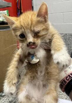Macchiato -  Domestic Short Hair Cat for Adoption in West Chester, Pennsylvania - Macchiato | PetCurious