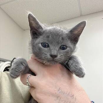 Cakey -  Domestic Medium Hair Cat for Adoption in Hendersonville, North Carolina - Cakey | PetCurious