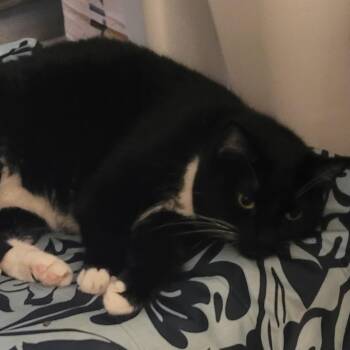 Squeaker -  Tuxedo Cat for Adoption in Boca Raton, Florida - Squeaker | PetCurious