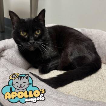 Rescue Domestic Short Hair Cats for Adoption in Philadelphia, Pennsylvania - Selene *Sponsored Adoption Fee* | PetCurious