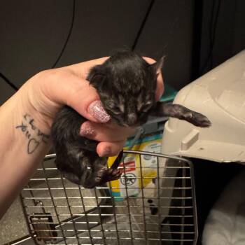 Egg -  Domestic Long Hair Cat for Adoption in Overland Park, Kansas - Egg | PetCurious