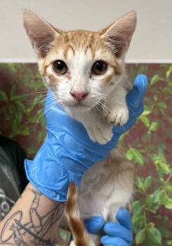 Domestic Short Hair Cats Available for Adoption - Fig | PetCurious