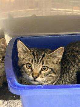 BIRCH* -  Domestic Short Hair Cat for Adoption in Santa Cruz, California - BIRCH* | PetCurious