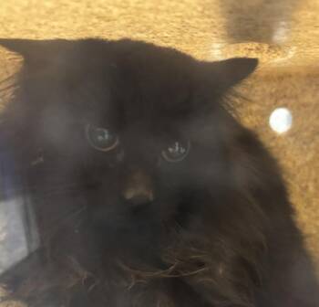 Domestic Long Hair Cats Available for Adoption - Couch | PetCurious