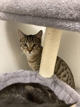 Sweat -  Domestic Short Hair Cat for Adoption in Kankakee, Illinois - Sweat | PetCurious