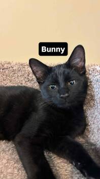 Rescue Domestic Short Hair Cats for Adoption in St. George, Utah - Bunny | PetCurious
