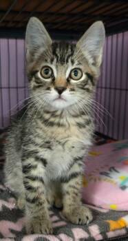 Star-Lord -  Domestic Short Hair Cat for Adoption in Shelton, Washington - Star-Lord | PetCurious