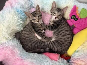 Jasper Smudge -  Tabby and Domestic Short Hair Cat Available for Adoption in Laguna Niguel, California - Jasper Smudge | PetCurious