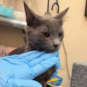 Emory -  Domestic Medium Hair Cat for Adoption in Birmingham, Alabama - Emory | PetCurious