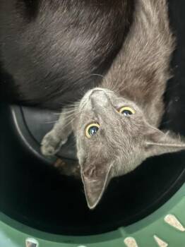 SALT -  Domestic Short Hair Cat for Adoption in San Antonio, Texas - SALT | PetCurious