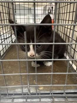 Domestic Short Hair Cats Available for Adoption in Las Vegas, Nevada - TIMANTHA | PetCurious