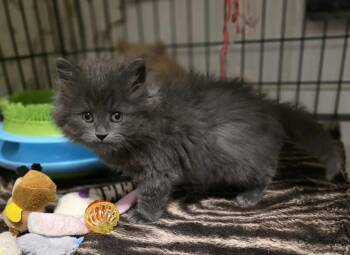 Rescue Domestic Long Hair Cats for Adoption in Terrebonne, Quebec - Bottine | PetCurious