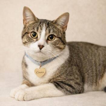 Coors -  Domestic Short Hair Cat for Adoption in Hannibal, Missouri - Coors | PetCurious