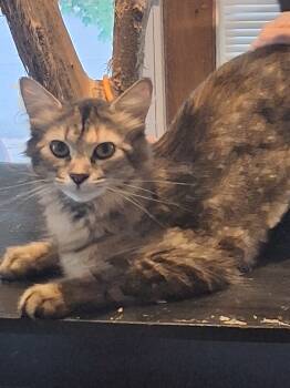 Rescue Domestic Long Hair Cats for Adoption in Adrian, Michigan - Rugby | PetCurious