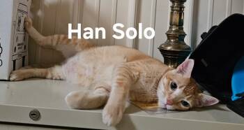 Hans Solo -  Domestic Short Hair Cat for Adoption in Zimmerman, Minnesota - Hans Solo | PetCurious