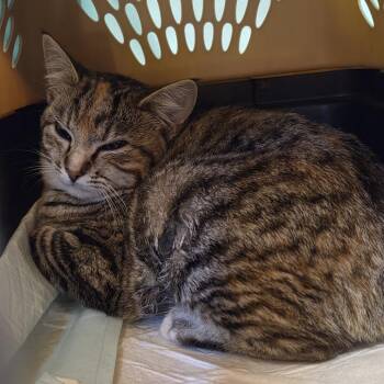 Michelle -  Domestic Short Hair Cat for Adoption in Durango, Colorado - Michelle | PetCurious