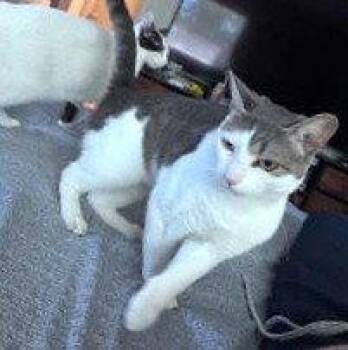 Domestic Short Hair Cats Available for Adoption in St. Cloud, Florida - Kiko | PetCurious