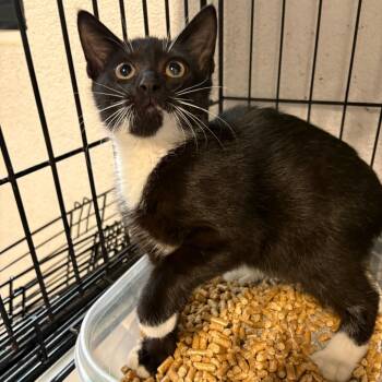 Fritz -  Domestic Short Hair Cat for Adoption in Jupiter, Florida - Fritz | PetCurious