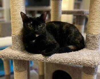 Vitoria -  Domestic Short Hair Cat for Adoption in Fort Worth, Texas - Vitoria | PetCurious