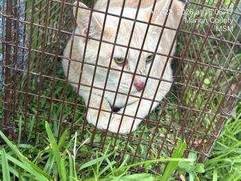 TINA TURNER -  Domestic Short Hair Cat for Adoption in Ocala, Florida - TINA TURNER | PetCurious