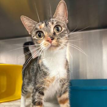 Sandy -  Domestic Short Hair Cat for Adoption in Manhattan, Kansas - Sandy | PetCurious