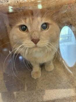 Kenny -  Domestic Long Hair and Domestic Short Hair Cat for Adoption in Lafayette, Indiana - Kenny | PetCurious