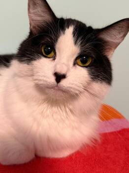 Rescue Domestic Medium Hair Cats for Adoption in Holland, Michigan - Princess | PetCurious