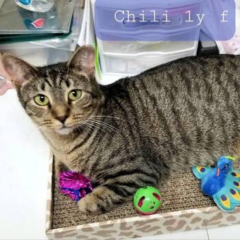 Chili -  Domestic Short Hair Cat for Adoption in Palm Harbor, Florida - Chili | PetCurious