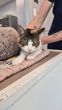 Rescue Domestic Short Hair Cats for Adoption in Athens, Tennessee - Clarabell | PetCurious