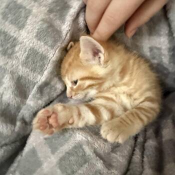 Domestic Short Hair Cats Available for Adoption in Chicago, Illinois - Luke | PetCurious