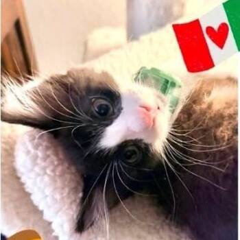 Rome -  Domestic Short Hair Cat for Adoption in Orangevale, California - Rome | PetCurious