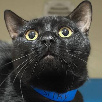 Silk -  Domestic Short Hair Cat for Adoption in Victor, New York - Silk | PetCurious