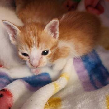 Mac -  Domestic Short Hair Cat for Adoption in Riverside, California - Mac | PetCurious