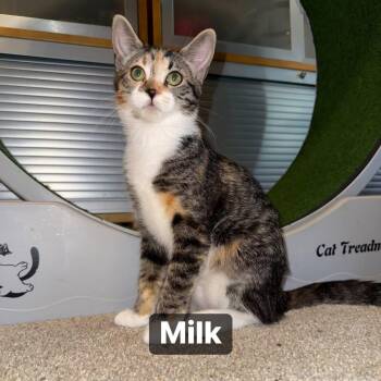 Rescue Domestic Short Hair Cats for Adoption in Inman, South Carolina - Milk | PetCurious