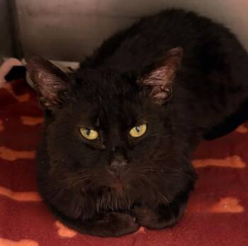 Domestic Short Hair Cats Available for Adoption - Heavy Machinery | PetCurious