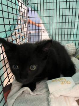 Rescue Domestic Short Hair Cats for Adoption in Fort Lauderdale, Florida - JOEY | PetCurious