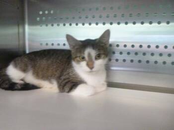 ABBY -  Domestic Short Hair Cat for Adoption in Kalamazoo, Michigan - ABBY | PetCurious