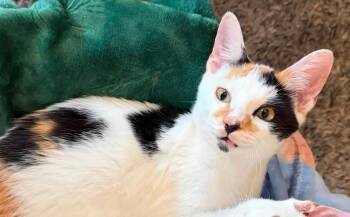 Dolly      GFRCC -  Domestic Short Hair Cat for Adoption in Metamora, Illinois - Dolly      GFRCC | PetCurious