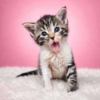 Rosie -  Domestic Medium Hair Cat for Adoption in Newport, Tennessee - Rosie | PetCurious