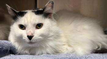 Panda -  Domestic Long Hair Cat for Adoption in Lima, Ohio - Panda | PetCurious