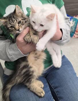 Domestic Long Hair and Domestic Medium Hair Cats Available for Adoption - Sage & Nutmeg | PetCurious