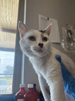 Kitty Kitty -  Domestic Short Hair Cat for Adoption in Bolivar, Missouri - Kitty Kitty | PetCurious