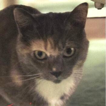 Domestic Short Hair Cats Available for Adoption in Merrifield, Virginia - Torrie Tarkitty | PetCurious