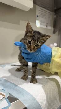 Uoda -  Domestic Short Hair Cat for Adoption in Colorado Springs, Colorado - Uoda | PetCurious