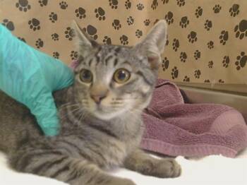 VICTOR -  Domestic Short Hair Cat for Adoption in Sacramento, California - VICTOR | PetCurious