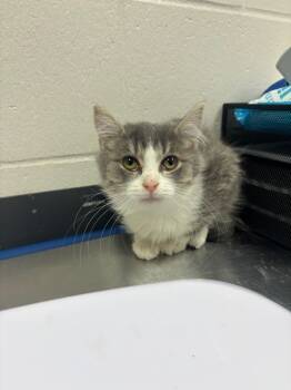 Rescue Domestic Medium Hair Cats for Adoption in Sheboygan, Wisconsin - Carlos | PetCurious