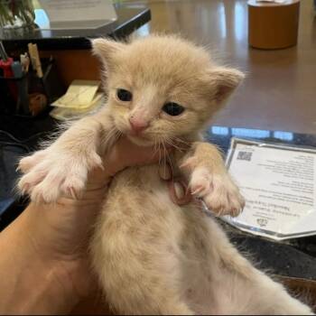 Winnie -  Domestic Short Hair Cat for Adoption in Lynchburg, Virginia - Winnie | PetCurious