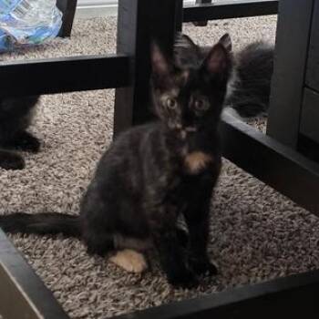 Whopper -  Domestic Short Hair Cat for Adoption in Liverpool, Texas - Whopper | PetCurious