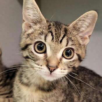 Cheetara -  Domestic Short Hair Cat for Adoption in Grayslake, Illinois - Cheetara | PetCurious