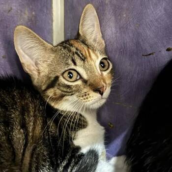 Cheesy Beans -  Domestic Short Hair Cat for Adoption in Austin, Texas - Cheesy Beans | PetCurious